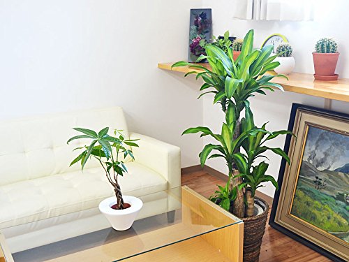 Amazon｜観葉植物 幸福の木(ドラセナ・マッサンゲアナ) 8号 鉢カバー
